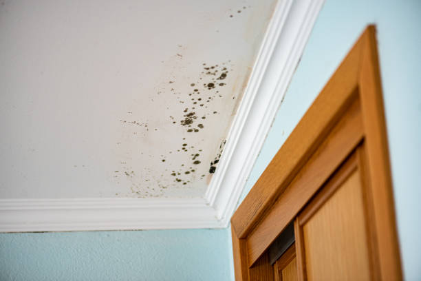 Mold Removal and Inspection in Discovery Harbour, HI