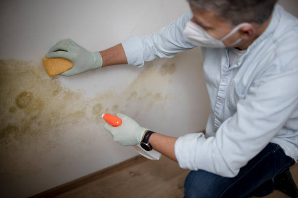 Best Home Mold Removal  in Discovery Harbour, HI