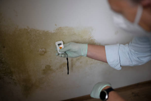 Best Attic Mold Removal  in Discovery Harbour, HI