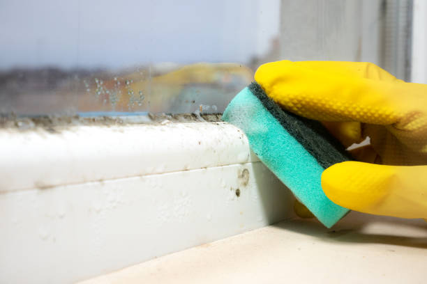 Best Local Mold Removal Service  in Discovery Harbour, HI