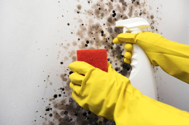 Best Mold Damage Repair  in Discovery Harbour, HI