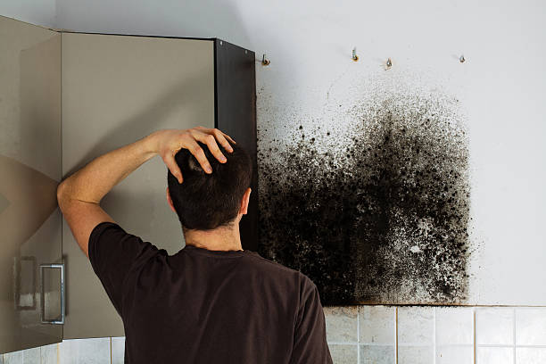 Best Toxic Mold Removal  in Discovery Harbour, HI