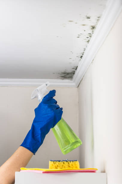 Best Professional Mold Removal  in Discovery Harbour, HI